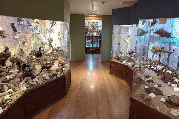 MuseoAlfredo