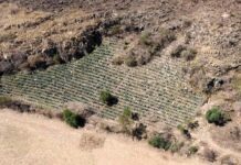 En Guanajuato está prohibido desmontar para plantar agave