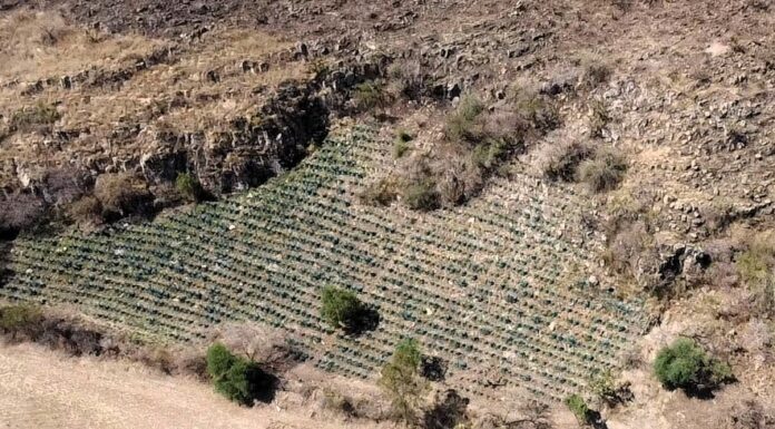 En Guanajuato está prohibido desmontar para plantar agave