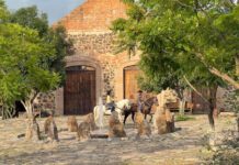 Jalpa de Cánovas, el tesoro virreinal de los Pueblos del Rincón