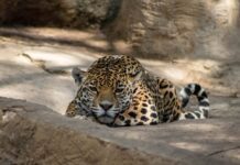 Aprueban 167 mil pesos para reforzar control sanitario en ZooLeón
