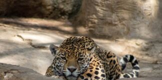 Aprueban 167 mil pesos para reforzar control sanitario en ZooLeón