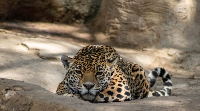 Aprueban 167 mil pesos para reforzar control sanitario en ZooLeón