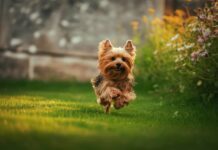 Más mascotas, más demanda: lo que hace Mars Petcare para ecologizar este sector