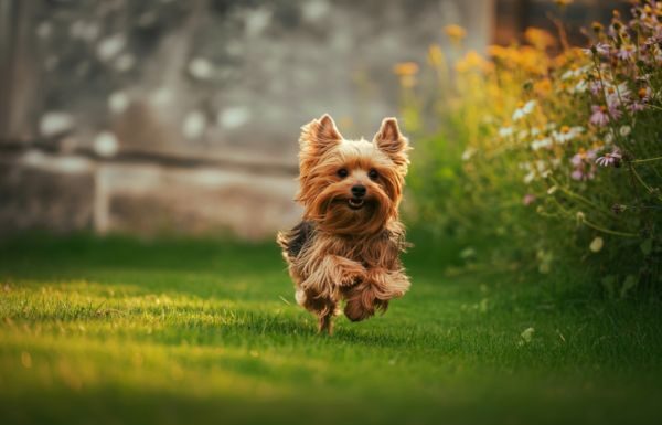 Más mascotas, más demanda: lo que hace Mars Petcare para ecologizar este sector