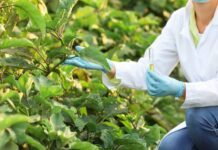 Biotecnología en el campo: Ciencia guanajuatense para el futuro alimentario