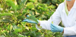 Biotecnología en el campo: Ciencia guanajuatense para el futuro alimentario