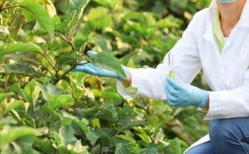 Biotecnología en el campo: Ciencia guanajuatense para el futuro alimentario