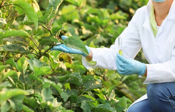 Biotecnología en el campo: Ciencia guanajuatense para el futuro alimentario
