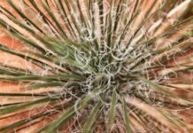 Investigadores de UG buscan transformar fibras de agave en materiales ópticos