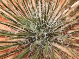 Investigadores de UG buscan transformar fibras de agave en materiales ópticos