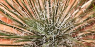 Investigadores de UG buscan transformar fibras de agave en materiales ópticos