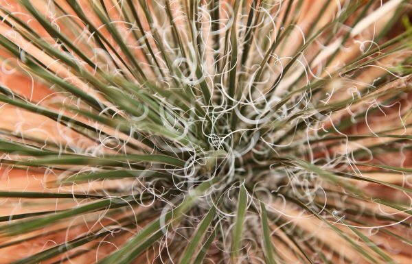 Investigadores de UG buscan transformar fibras de agave en materiales ópticos