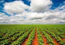 El huerto del TLC: Guanajuato afianza su liderazgo agrícola en el mercado de EE. UU.