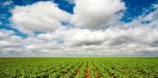 El huerto del TLC: Guanajuato afianza su liderazgo agrícola en el mercado de EE. UU.