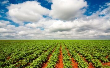 El huerto del TLC: Guanajuato afianza su liderazgo agrícola en el mercado de EE. UU.