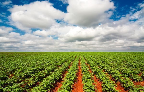 El huerto del TLC: Guanajuato afianza su liderazgo agrícola en el mercado de EE. UU.