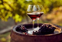 Guanajuato en una copa: la revolución vitivinícola que seduce al mundo