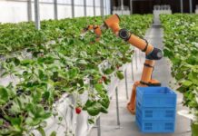 Del campo al laboratorio: Robótica mexicana revoluciona la cosecha en el Bajío