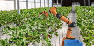 Del campo al laboratorio: Robótica mexicana revoluciona la cosecha en el Bajío