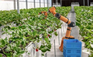 Del campo al laboratorio: Robótica mexicana revoluciona la cosecha en el Bajío