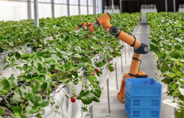 Del campo al laboratorio: Robótica mexicana revoluciona la cosecha en el Bajío