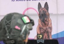 Silao rinde homenaje póstumo a Coyote, integrante de K-9
