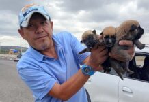 Rescatista Marcos Aguilera organiza “Adoptón” en el Arco de la Calzada en León