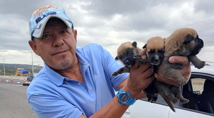 Rescatista Marcos Aguilera organiza “Adoptón” en el Arco de la Calzada en León