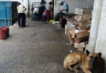 Locatarios se quejan del abandono municipal del Mercado Victoria en Silao