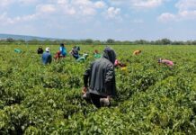 Protege Guanajuato salud de migrantes indígenas