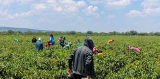 Protege Guanajuato salud de migrantes indígenas