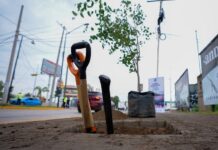 León “rompe” el concreto con estrategia urbana para sembrar 100 mil árboles y ganarle al calor
