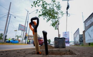 León “rompe” el concreto con estrategia urbana para sembrar 100 mil árboles y ganarle al calor