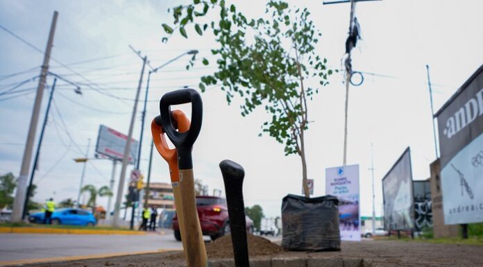 León “rompe” el concreto con estrategia urbana para sembrar 100 mil árboles y ganarle al calor