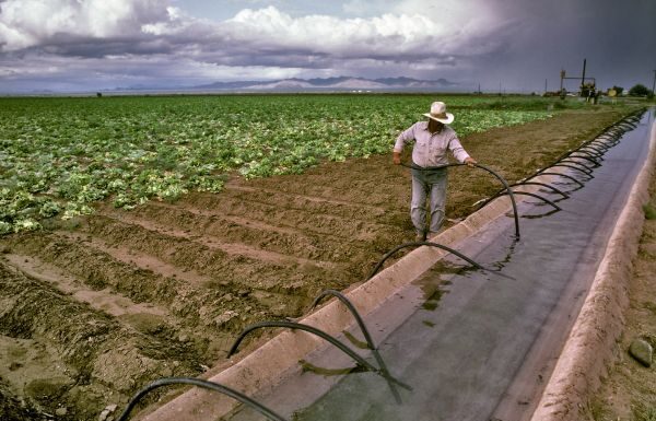 Descarta Secretaría de Economía bacteria en lechugas cosechadas en Guanajuato