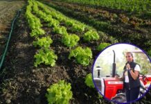 Tylor Farm detuvo de manera voluntaria su producción para análisis de cultivos: Libia Dennise
