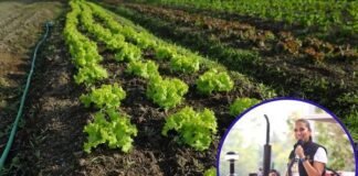 Tylor Farm detuvo de manera voluntaria su producción para análisis de cultivos: Libia Dennise