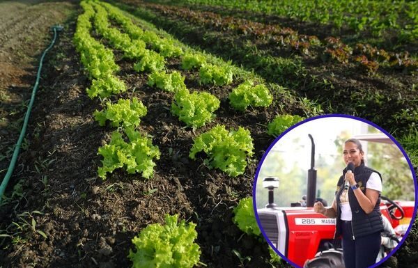 Tylor Farm detuvo de manera voluntaria su producción para análisis de cultivos: Libia Dennise