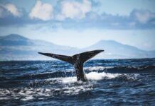 La “orquesta del océano”: El misterioso canto de ballenas detectado por sensores sísmicos que desconcierta a la comunidad científica