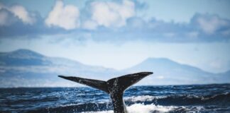 La “orquesta del océano”: El misterioso canto de ballenas detectado por sensores sísmicos que desconcierta a la comunidad científica