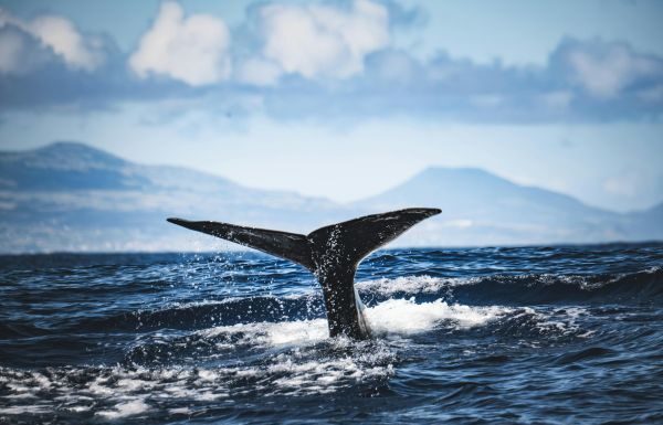 La “orquesta del océano”: El misterioso canto de ballenas detectado por sensores sísmicos que desconcierta a la comunidad científica