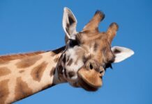 Jonás, la jirafa del ZooLeón, falleció por broncoaspiración según reporte oficial