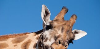Jonás, la jirafa del ZooLeón, falleció por broncoaspiración según reporte oficial