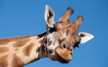 Jonás, la jirafa del ZooLeón, falleció por broncoaspiración según reporte oficial