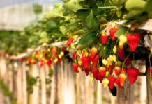 Bajo estrictos protocolos de inocuidad campos de cultivo en Guanajuato