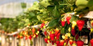 Bajo estrictos protocolos de inocuidad campos de cultivo en Guanajuato