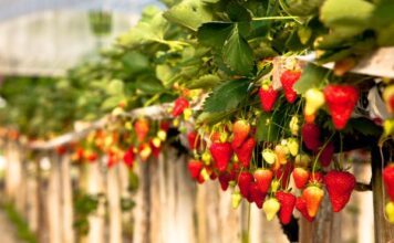 Bajo estrictos protocolos de inocuidad campos de cultivo en Guanajuato
