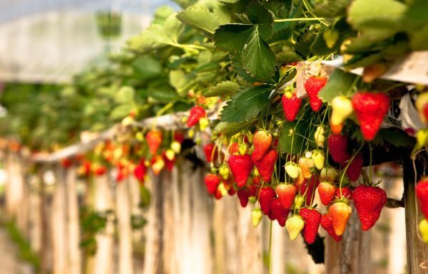 Bajo estrictos protocolos de inocuidad campos de cultivo en Guanajuato