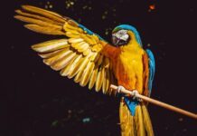 Hace 4 años detectó Ale Gutiérrez tráfico de animales en el Zoo León